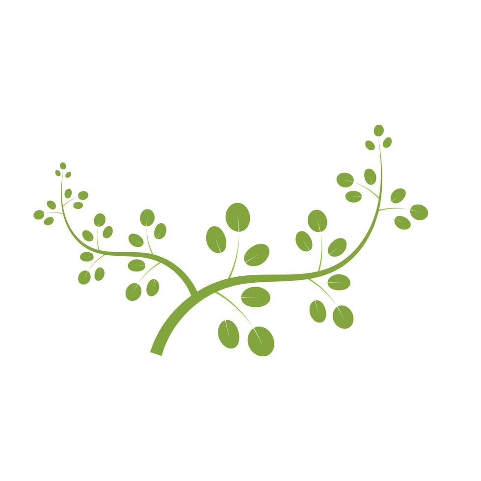 moringa blad logo illustratie vector ontwerp