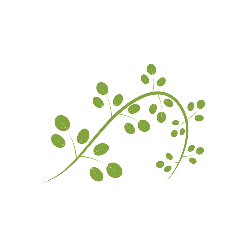 moringa blad logo illustratie vector ontwerp