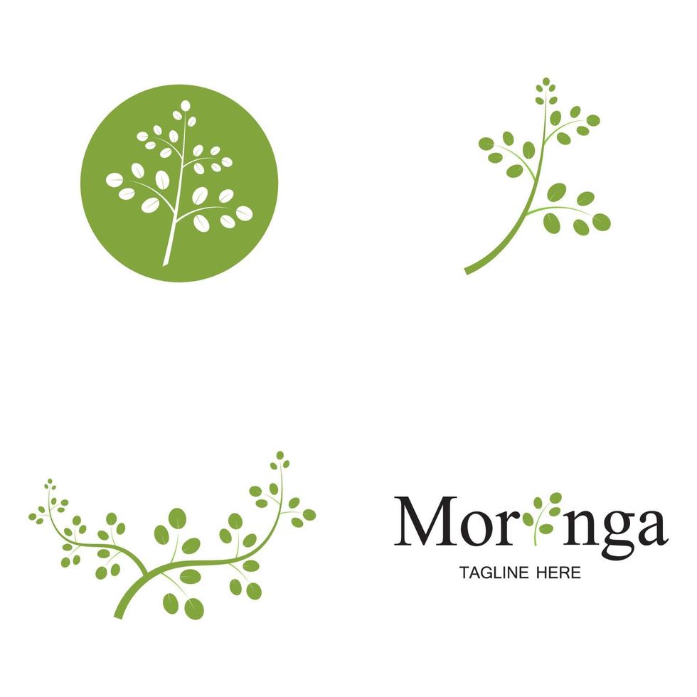 moringa blad logo illustratie vector ontwerp