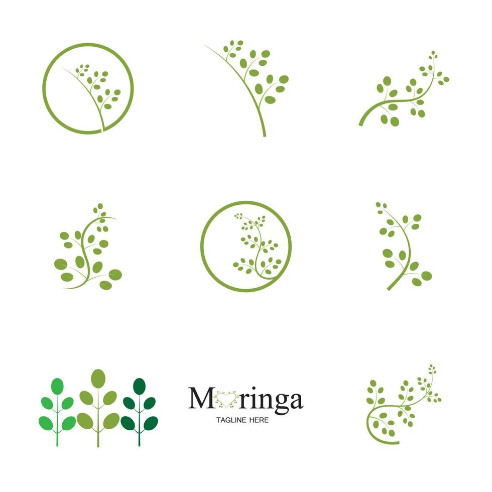 moringa blad logo illustratie vector ontwerp