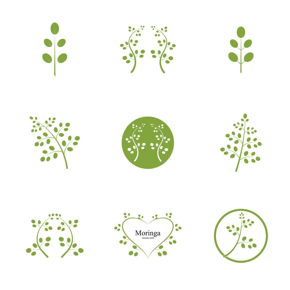 moringa blad logo illustratie vector ontwerp