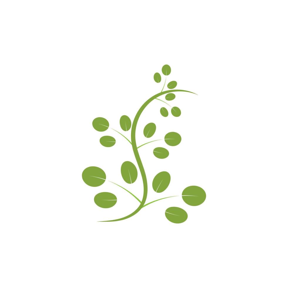 moringa blad logo illustratie vector ontwerp