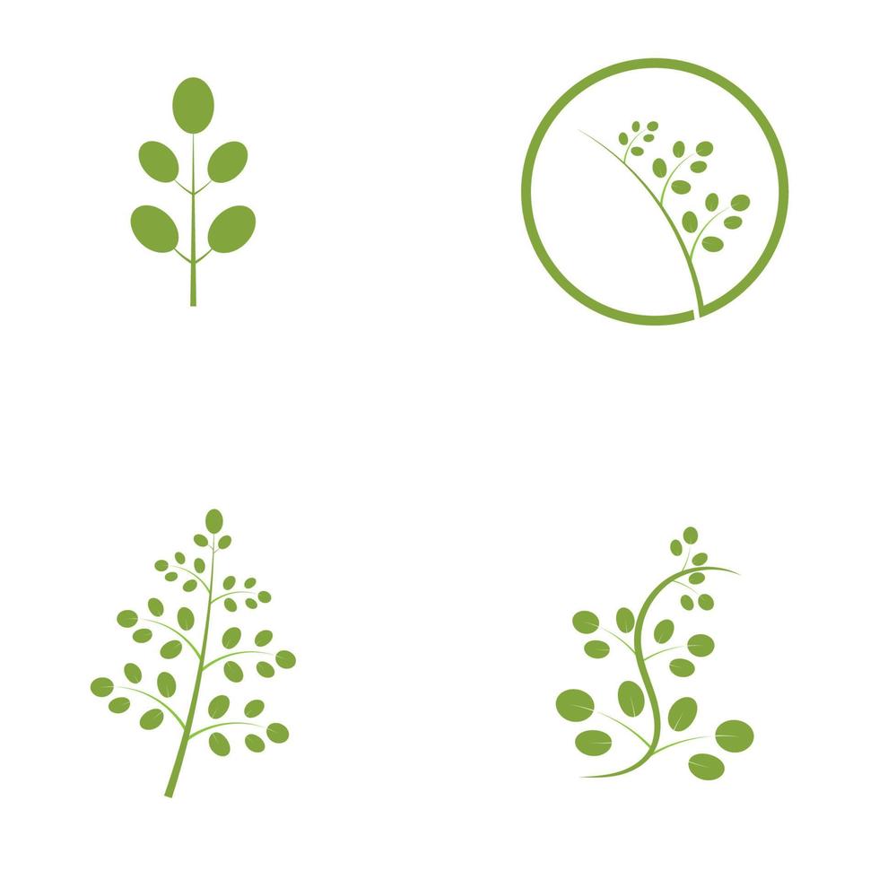 moringa blad logo illustratie vector ontwerp