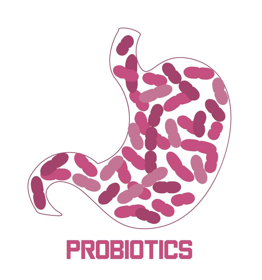 maag krijgt probiotische bacteriën, lactobacillus. gezondheidszorg logo, immuniteit ondersteuning concept vector voor spandoek, poster, flyer, website. symbool van nuttige melk