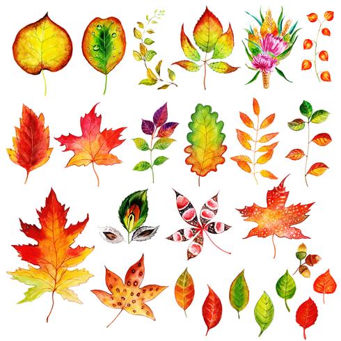Mooie aquarel herfstbladeren collectie vector