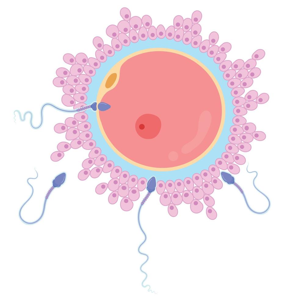 bevruchting, menselijke eicel en sperma. vector