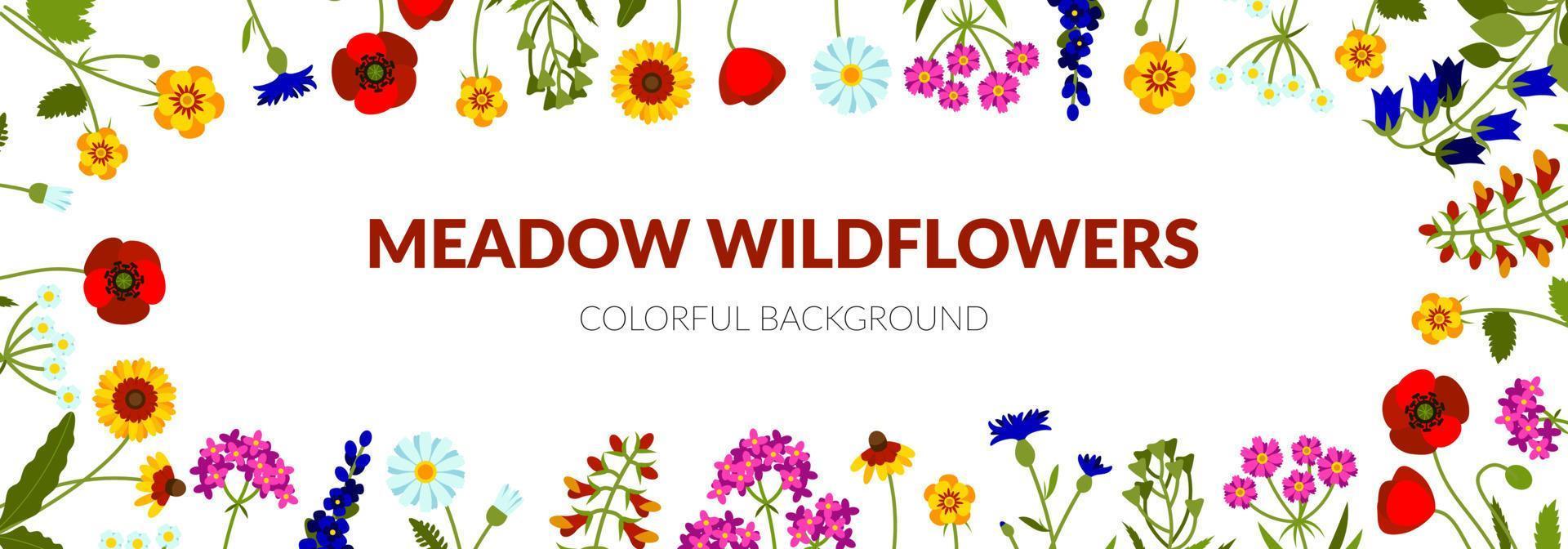 horizontale zomerbanner met wilde bloemen, waaronder klokje, duizendblad, echinacea, klaproos, leeuwebek, lavendel, damestasje, korenbloem vector