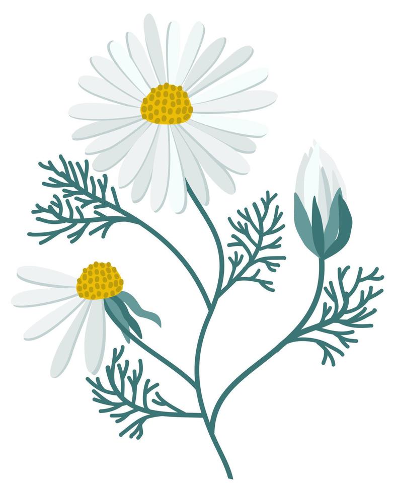 vector geïsoleerde illustratie van kamille bloemen op een stengel met bladeren.