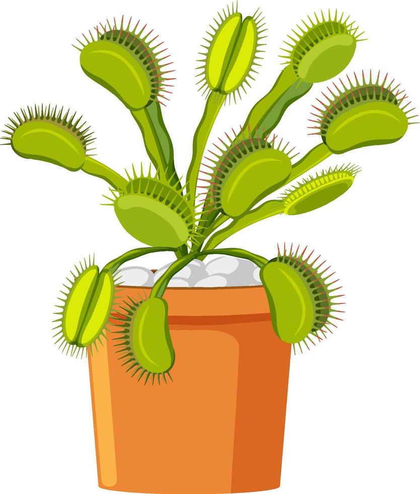 venus flytrap vleesetende plant en insect vector