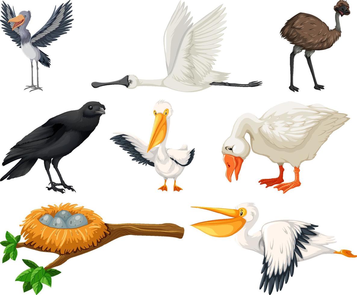 verschillende soorten vogels collectie vector