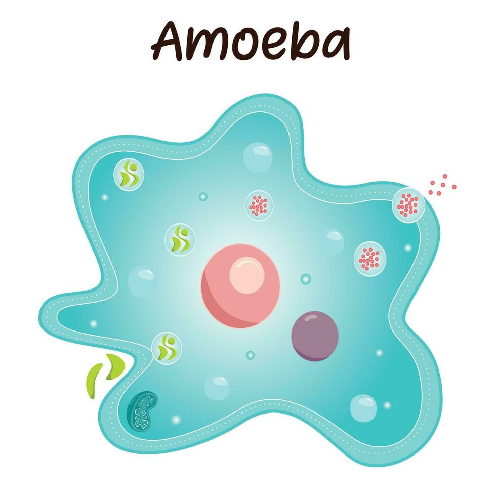 diagram van een amoebe vector