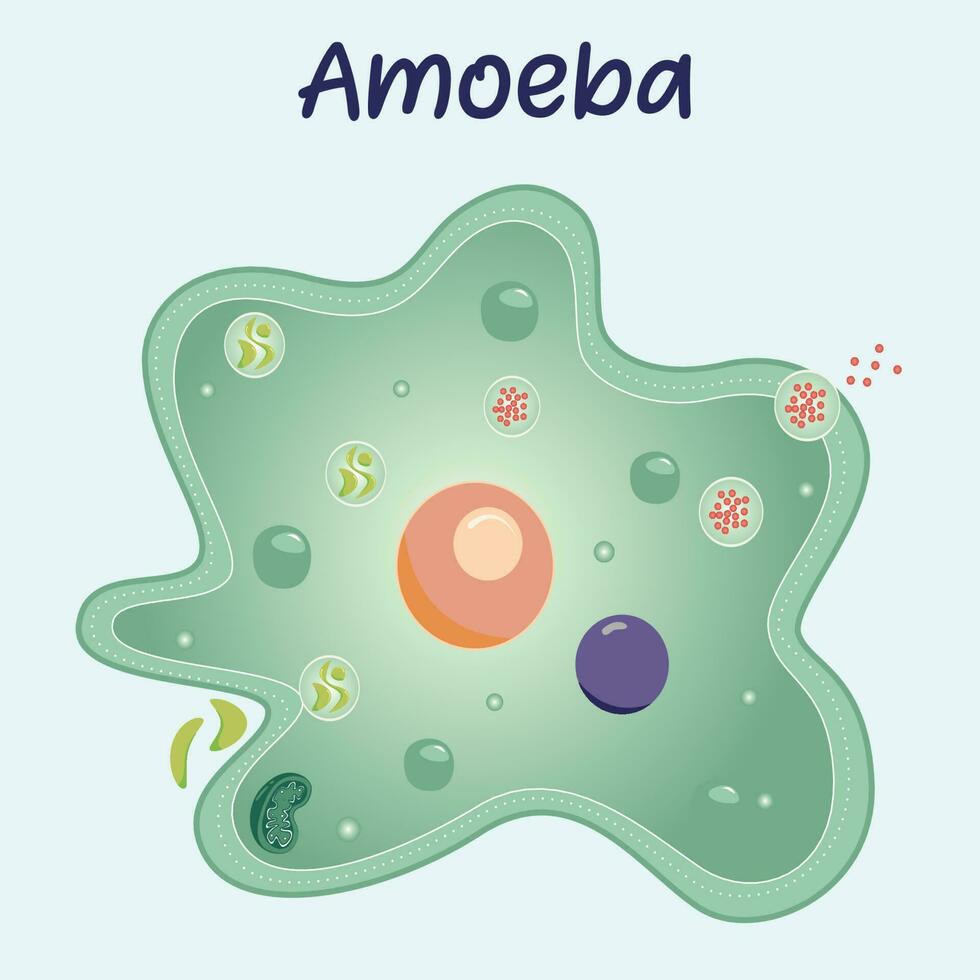 diagram van een amoebe vector