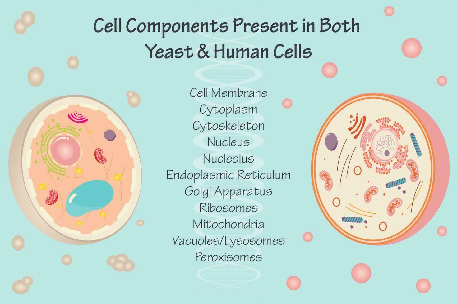 geconserveerde cellulaire componenten in gist en menselijke cellen vector