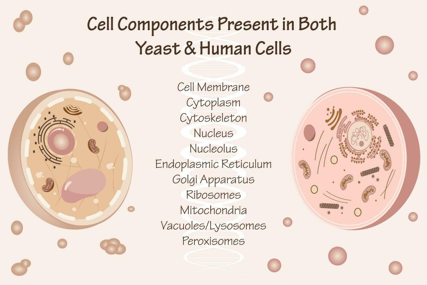 geconserveerde cellulaire componenten in gist en menselijke cellen vector