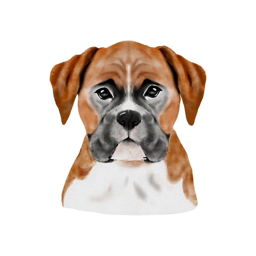 hond bokser aquarel schilderij. schattig puppy dier geïsoleerd op een witte achtergrond. realistische schattige hond portret vectorillustratie vector