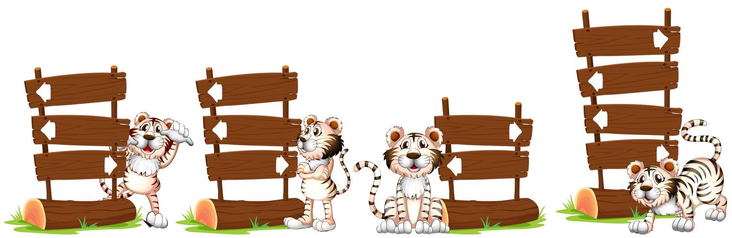 Witte tijgers bij het houten bord vector