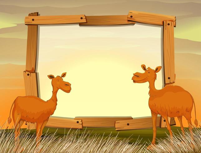 Frame-ontwerp met kamelen in het veld vector