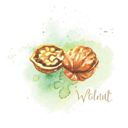 Walnut Aquarel Illustratie vector