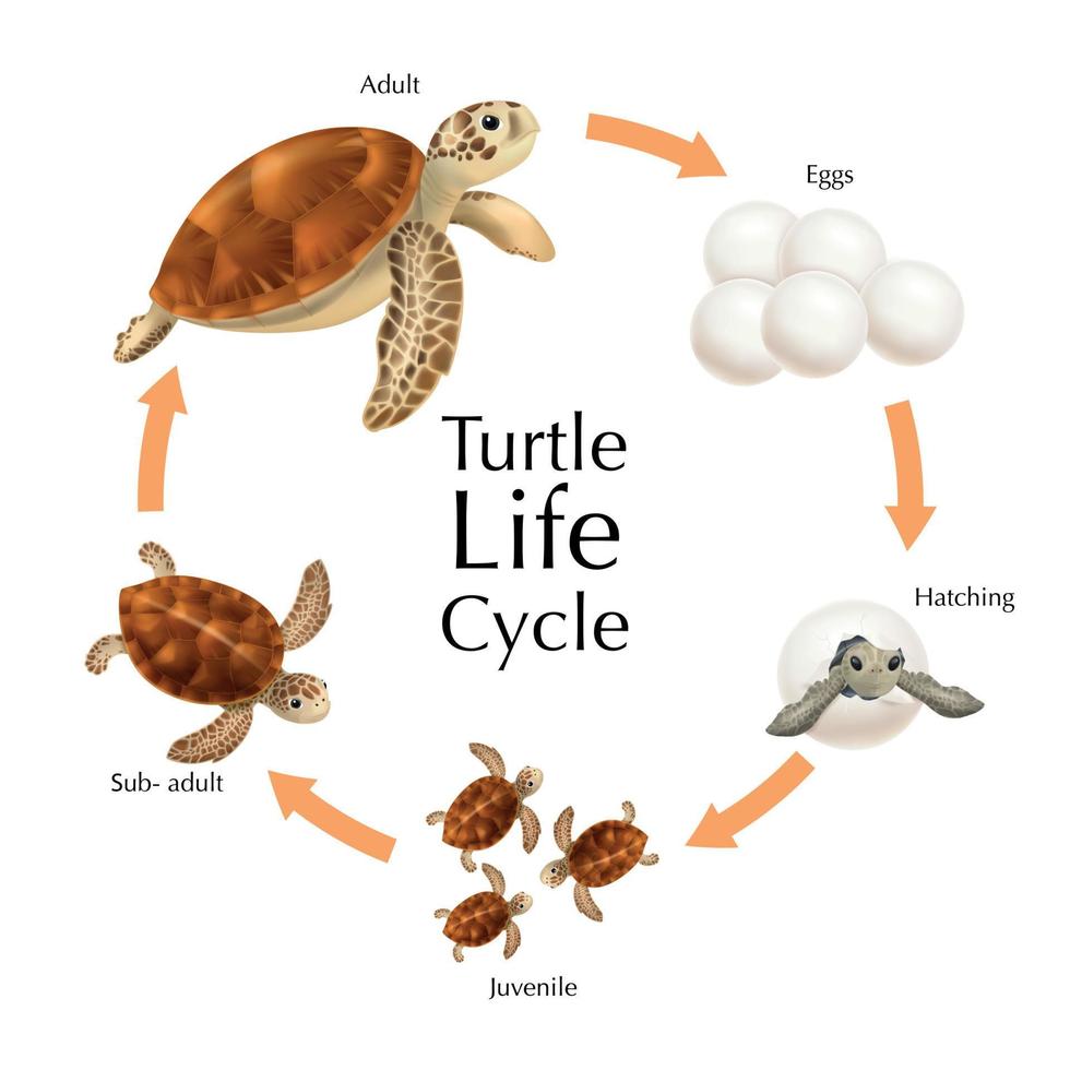 schildpad levenscyclus set vector