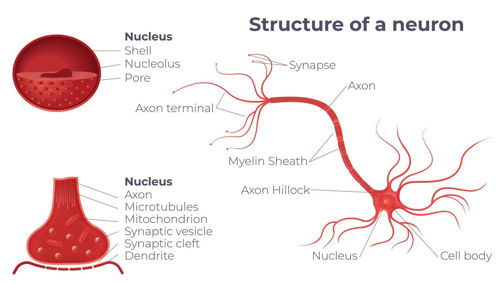 neuron anatomie diagram samenstelling vector