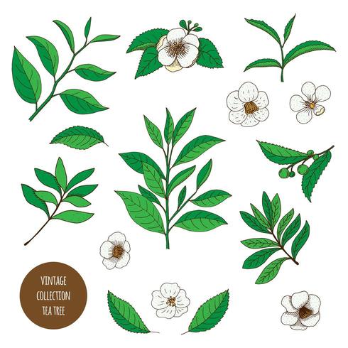 Thee boom. Hand getekend vintage set van aromatherapie planten. vector