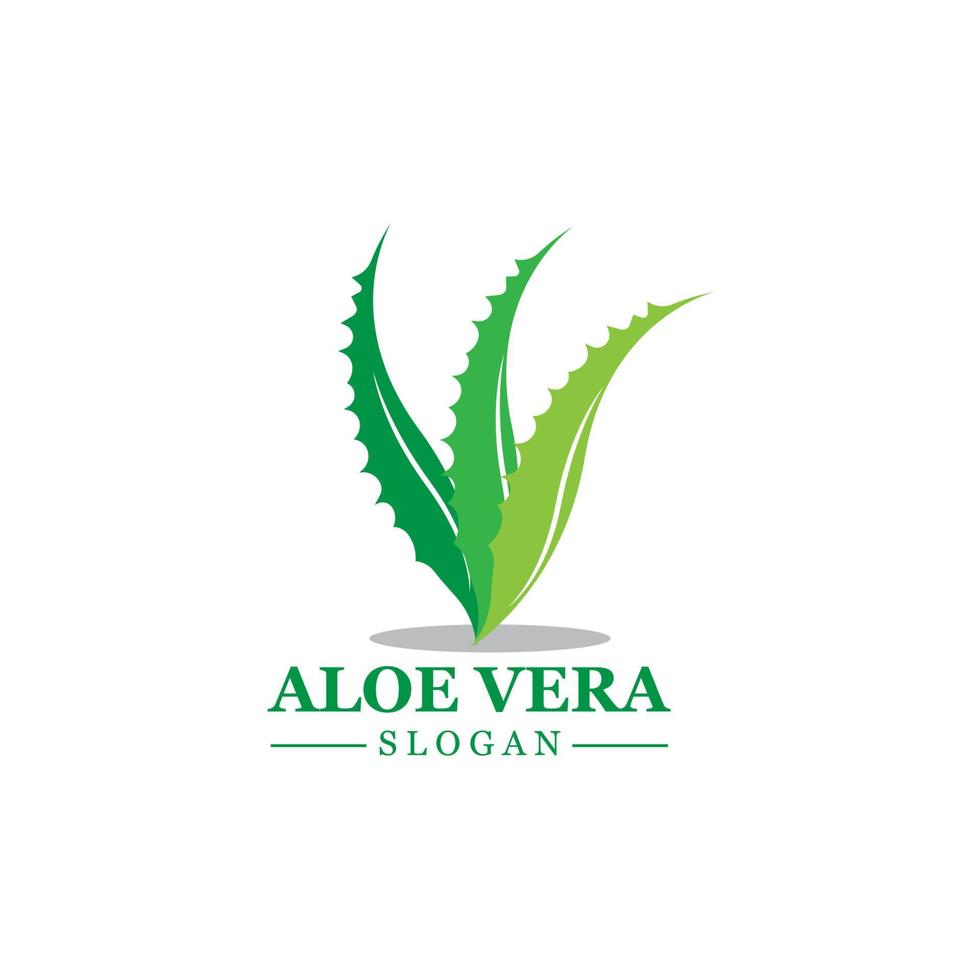 groene plant aloë vera logo vector pictogram symbool vele voordelen