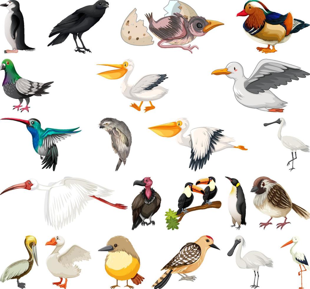 verschillende soorten vogels collectie vector