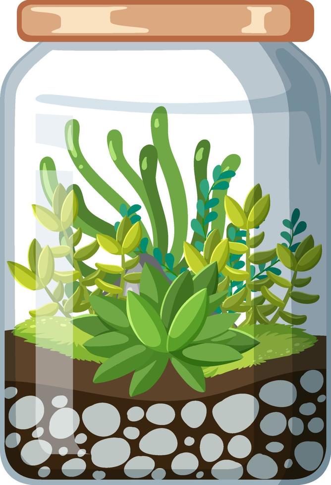 schattige glazen terraria met vetplanten op witte achtergrond vector