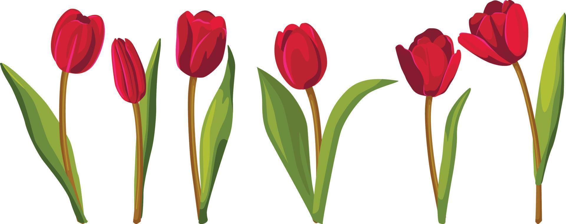 set van rode tulpen. vector illustratie