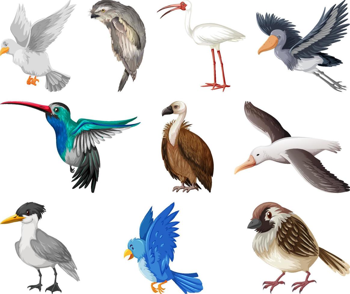 verschillende soorten vogels collectie vector