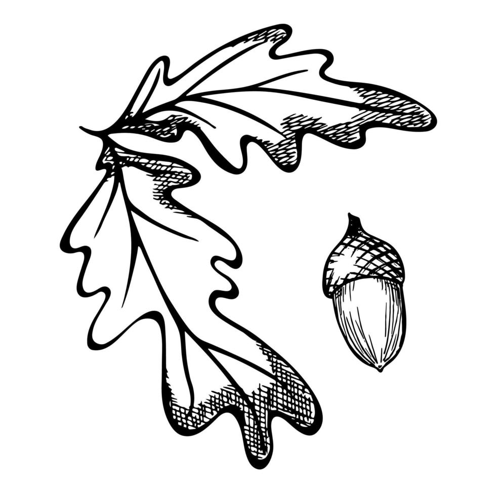 vector hand getekend eikenblad. herfst illustratie geïsoleerd op een witte achtergrond. gedetailleerde botanische clipart.
