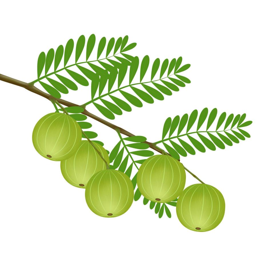 verse Indiase kruisbes of amla fruit. geneeskrachtig fruit het is zeer rijk aan vitamine C en bevat veel mineralen. medisch begrip. realistische 3D-vector. geïsoleerd op een witte achtergrond. vector