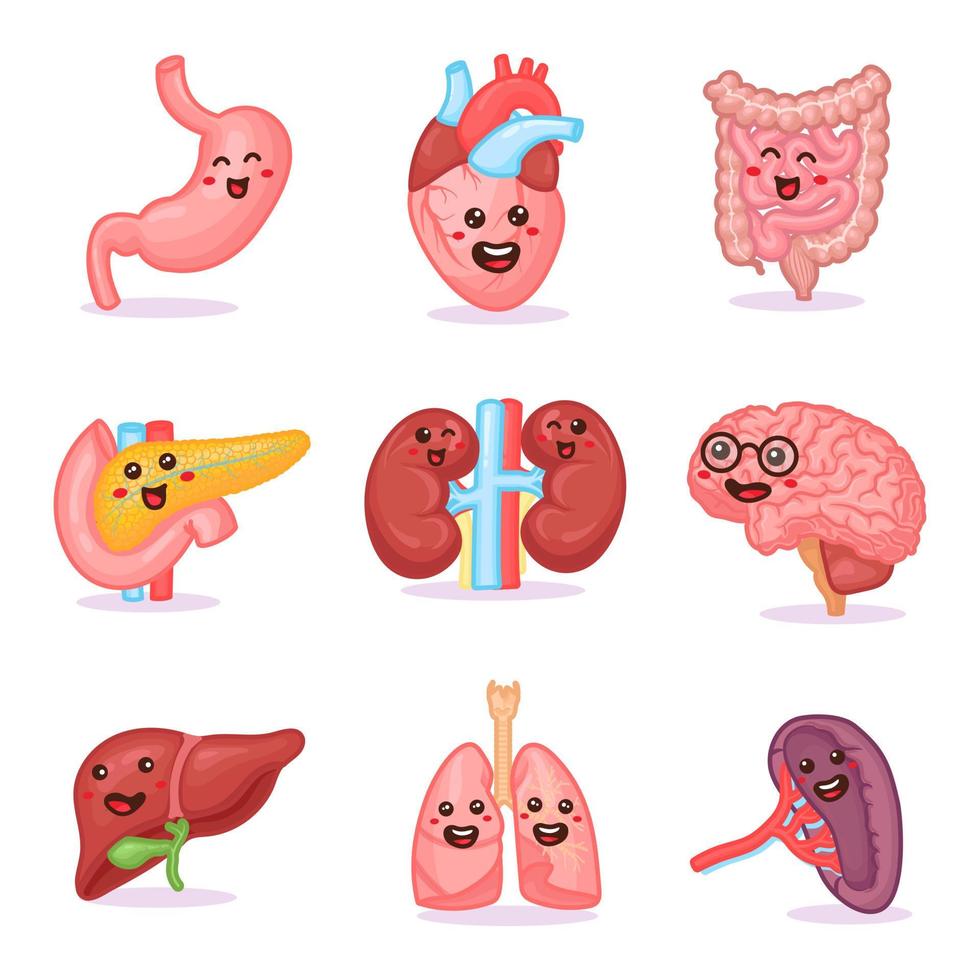 schattige kawaii sterke gelukkige menselijke gezonde sterke organen set. vector cartoon karakter illustratie pictogram ontwerp. geïsoleerd op witte achtergrond