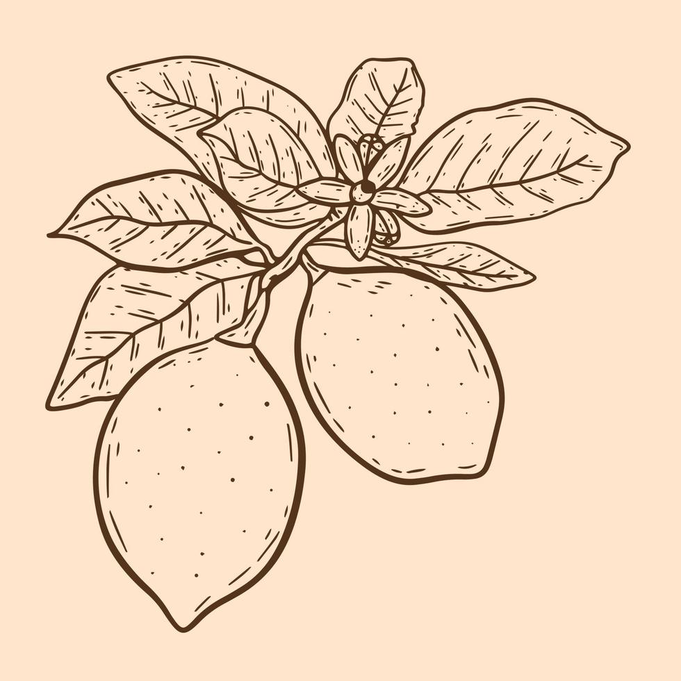 citroenen op takje met bladeren en bloemen vintage illustratie vector
