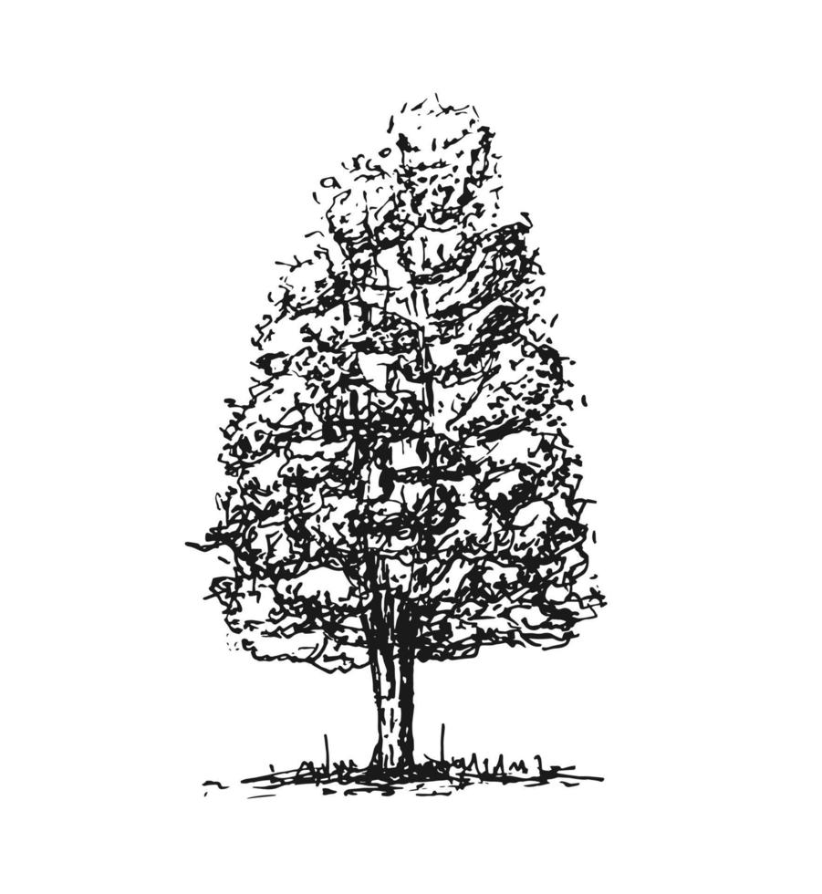 schets boom geïsoleerd op witte achtergrond vector