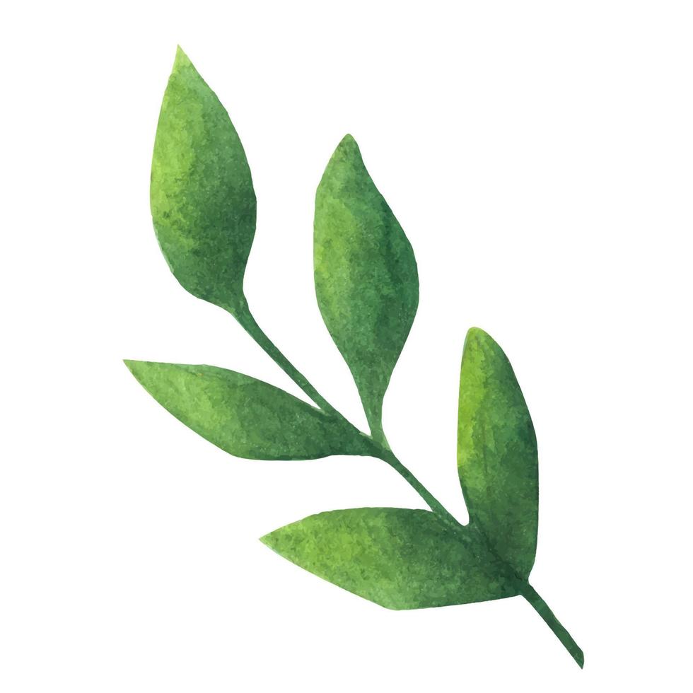 groen blad. aquarelelement voor decoratie. vector