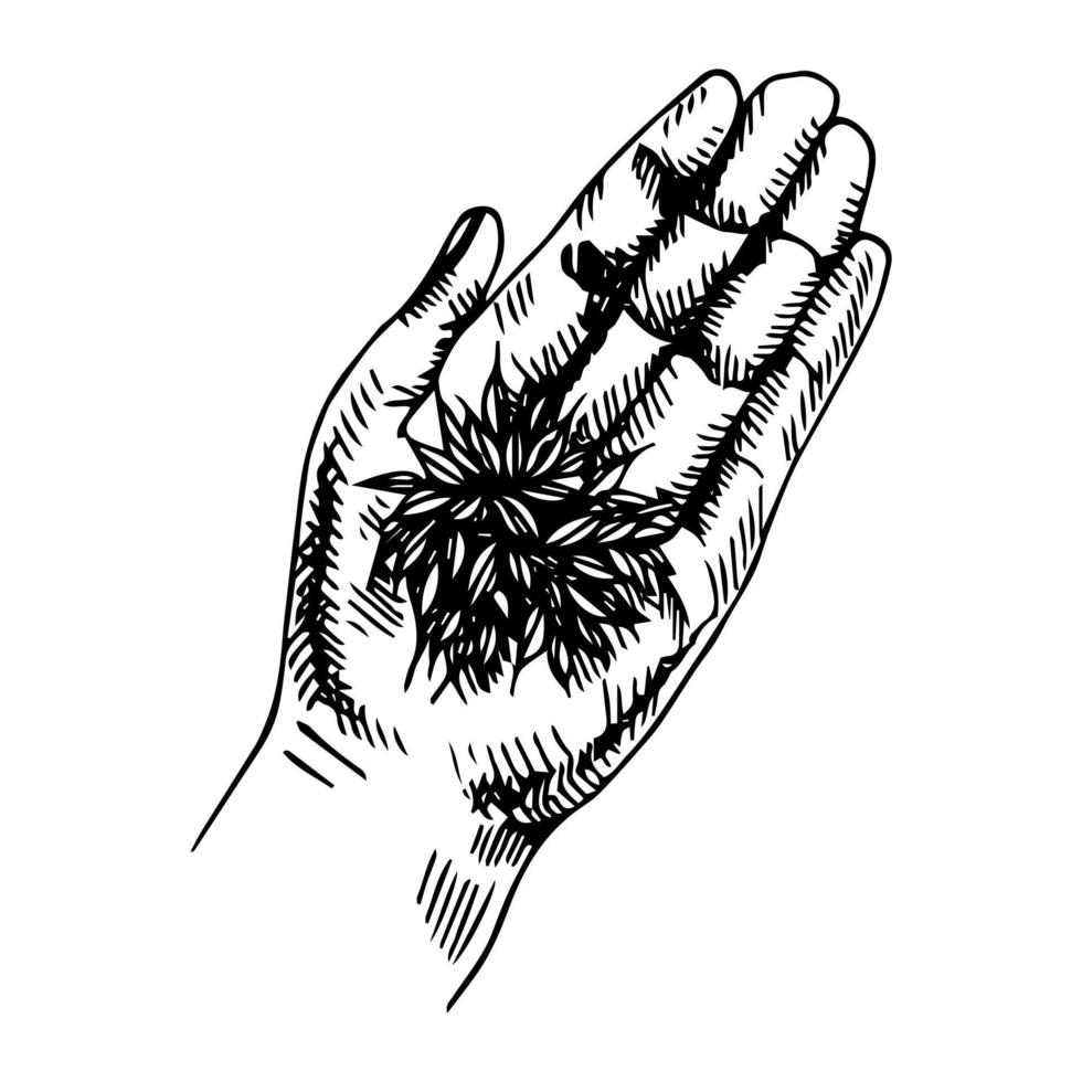 de hand houdt tarwezaden vast. zwarte schets op een witte achtergrond. vectorillustratie in vintage of grunge stijl. vector