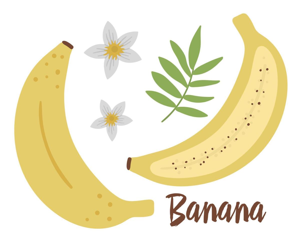 vector banaan illustraties. jungle fruit illustratie. hand getekend plat exotische planten geïsoleerd op een witte achtergrond. heldere kinderachtige gezonde tropische zomer voedsel illustratie.