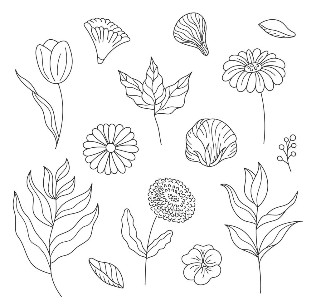 handgetekende set schetst bloemen en takken in een elegante stijl. vectorillustratie, geïsoleerde zwarte elementen op een witte achtergrond. vector