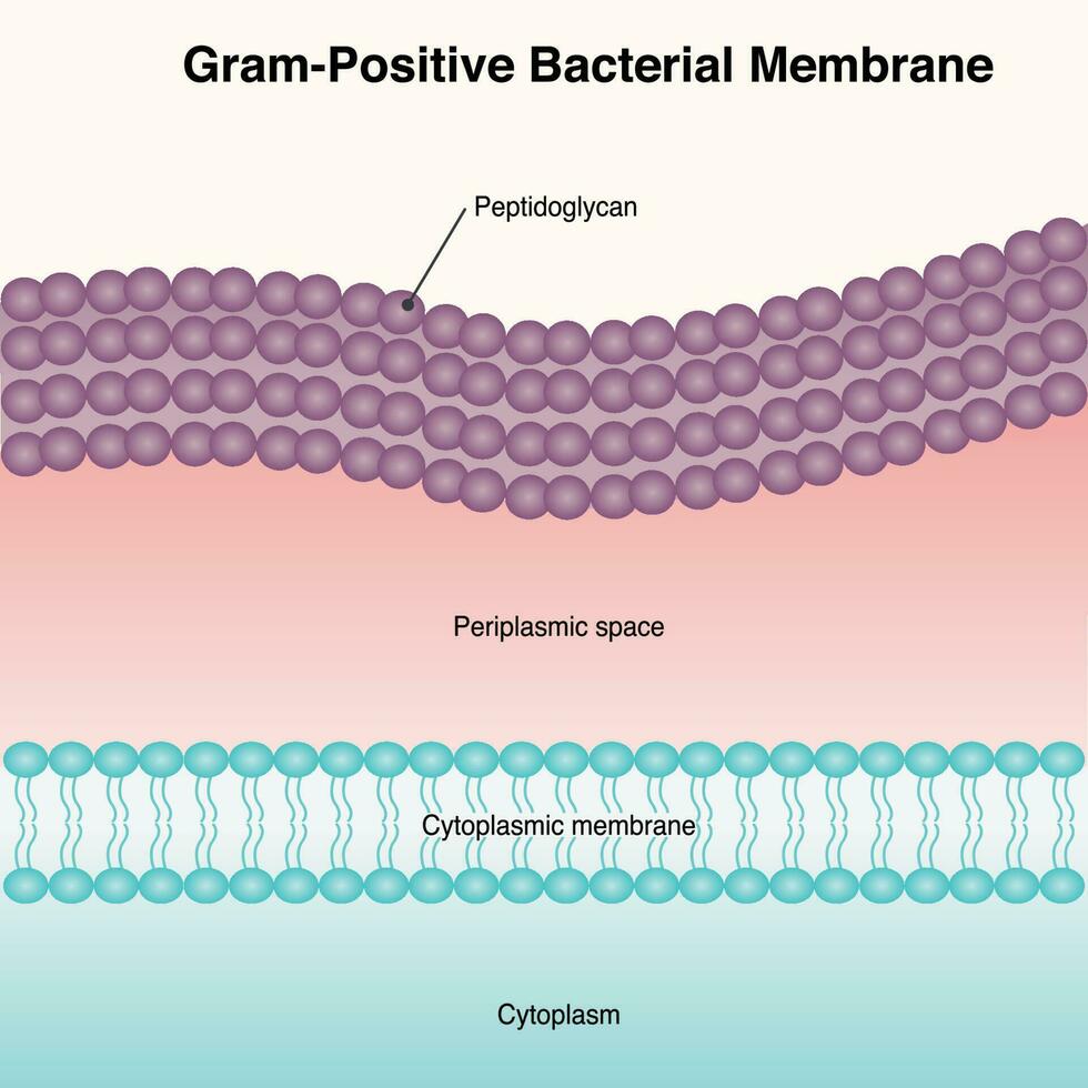 grampositief bacterieel membraandiagram vector