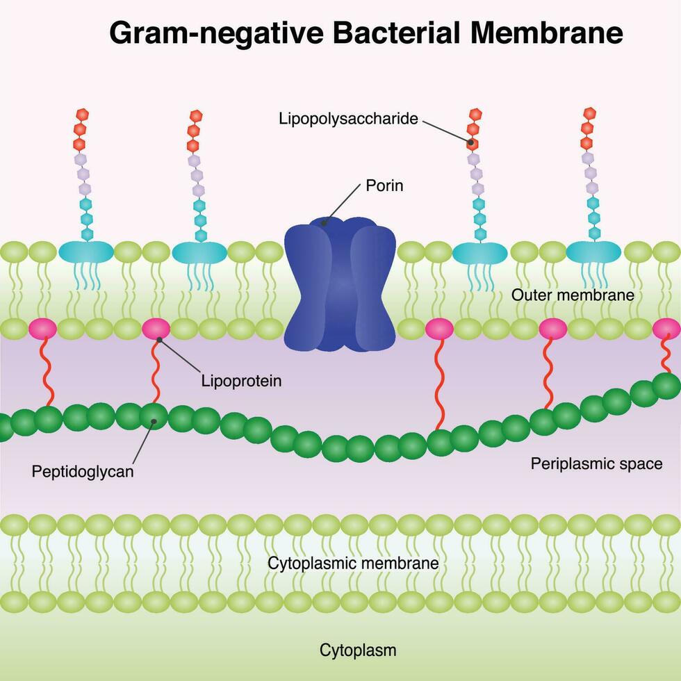 gram-negatief bacterieel membraan vector