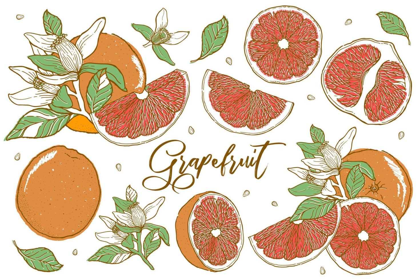 citrusvruchten grapefruit vectorillustratie. hand getrokken schets stijl. vector