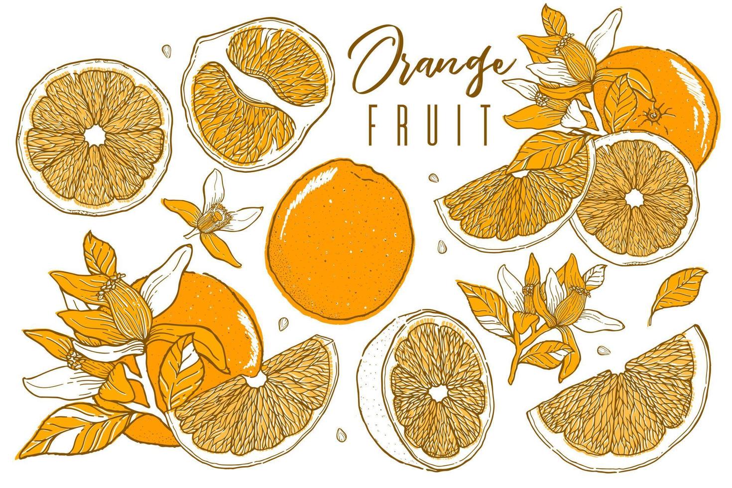 citrusvruchten oranje vectorillustratie. hand getrokken schets stijl. vector