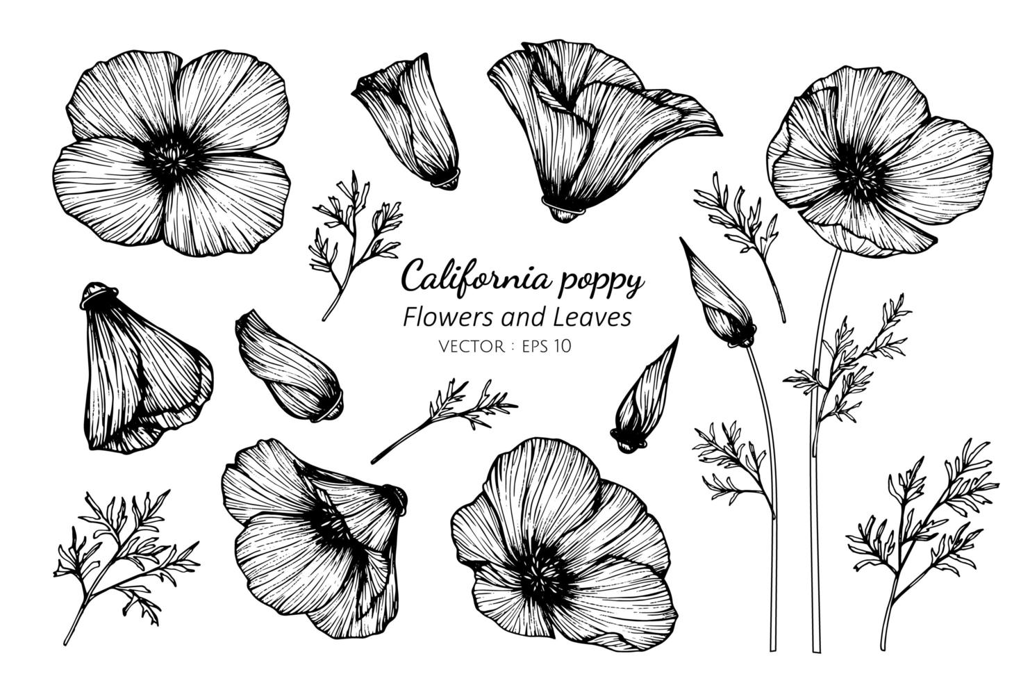 set van Californië poppy bloemen en bladeren vector