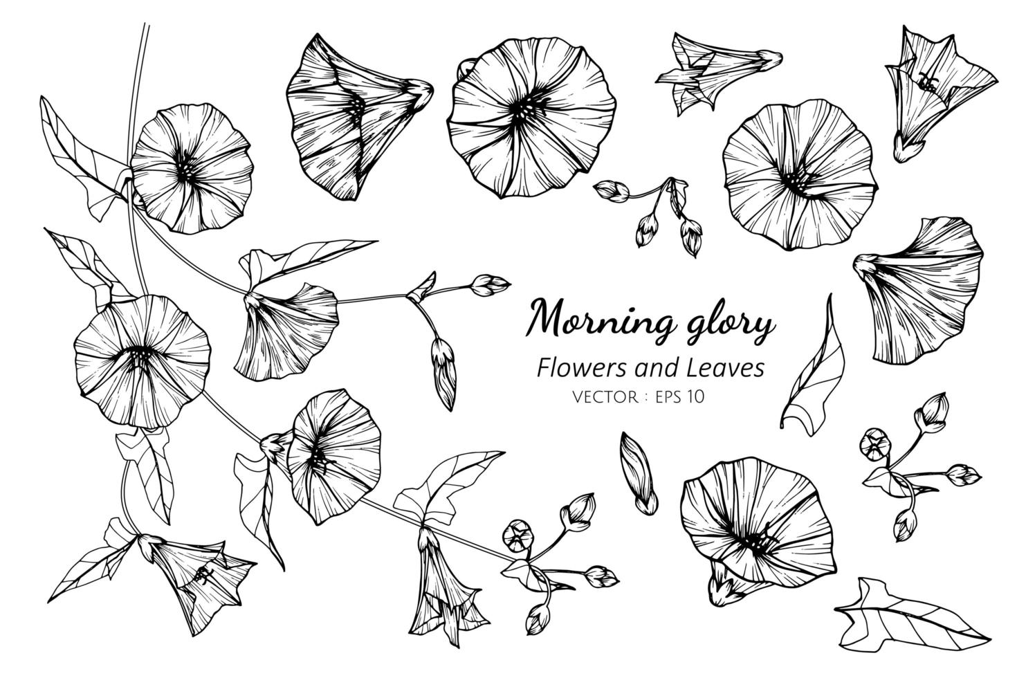 verzameling van morning glory bloemen en bladeren vector