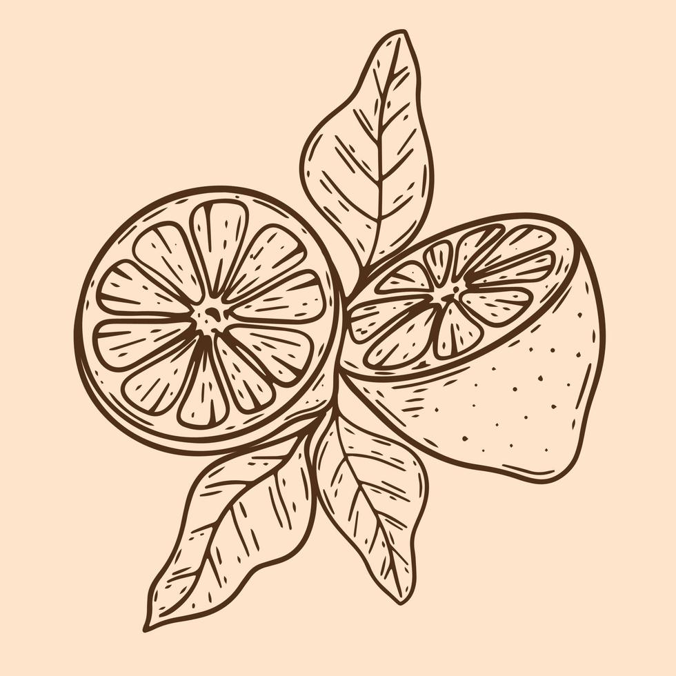 samenstelling gesneden citroen met bladeren vintage vector