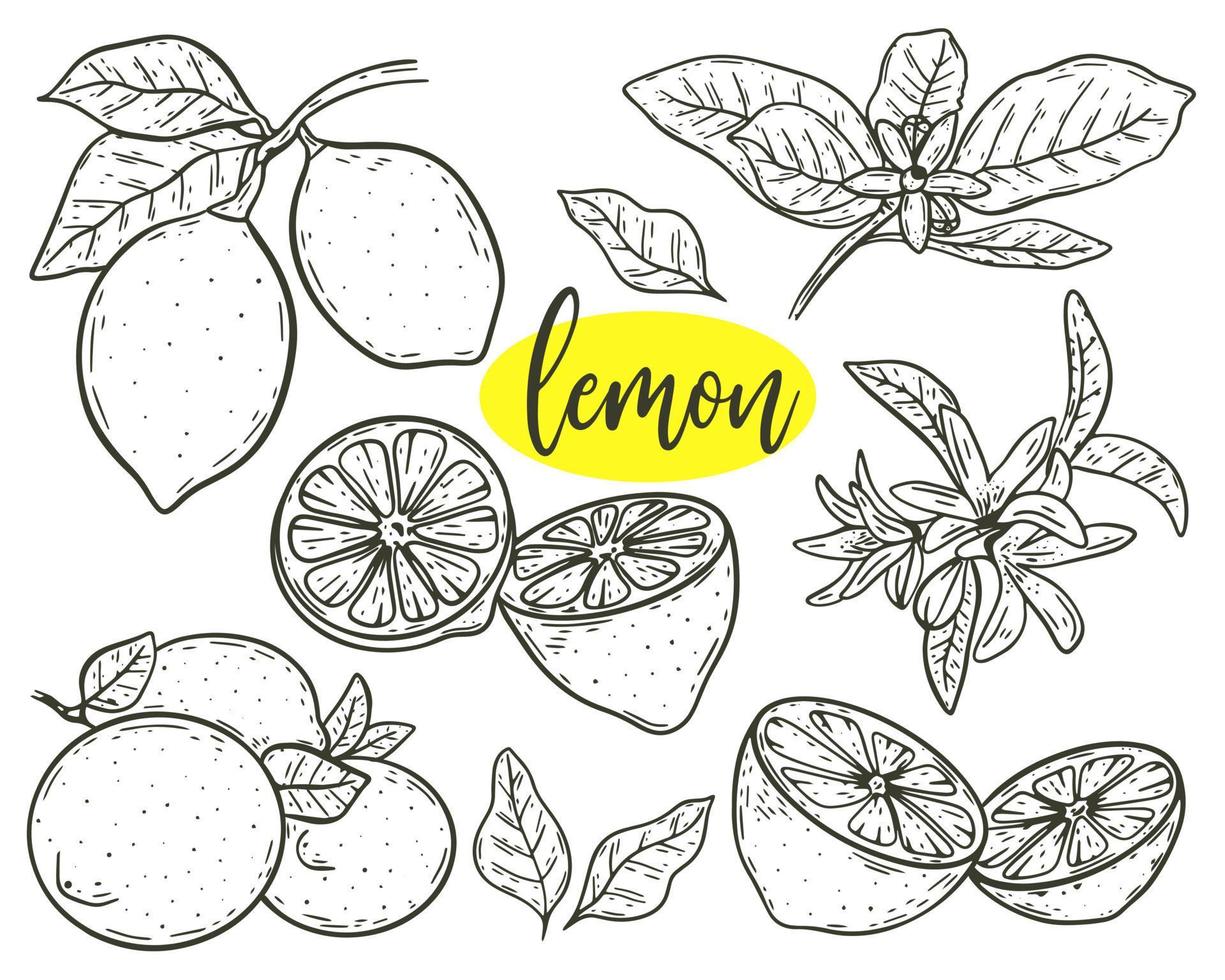 set citroenen, bloemen en lommerrijke twijgen schets vectorillustratie vector