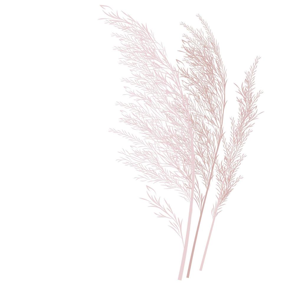 vector voorraad illustratie van pampagras. crème tak van droog gras. pluim cortaderia selloana zuid-amerika, veren bloemhoofd plumesstep. zacht roze kleur. sjabloon voor een trouwkaart.