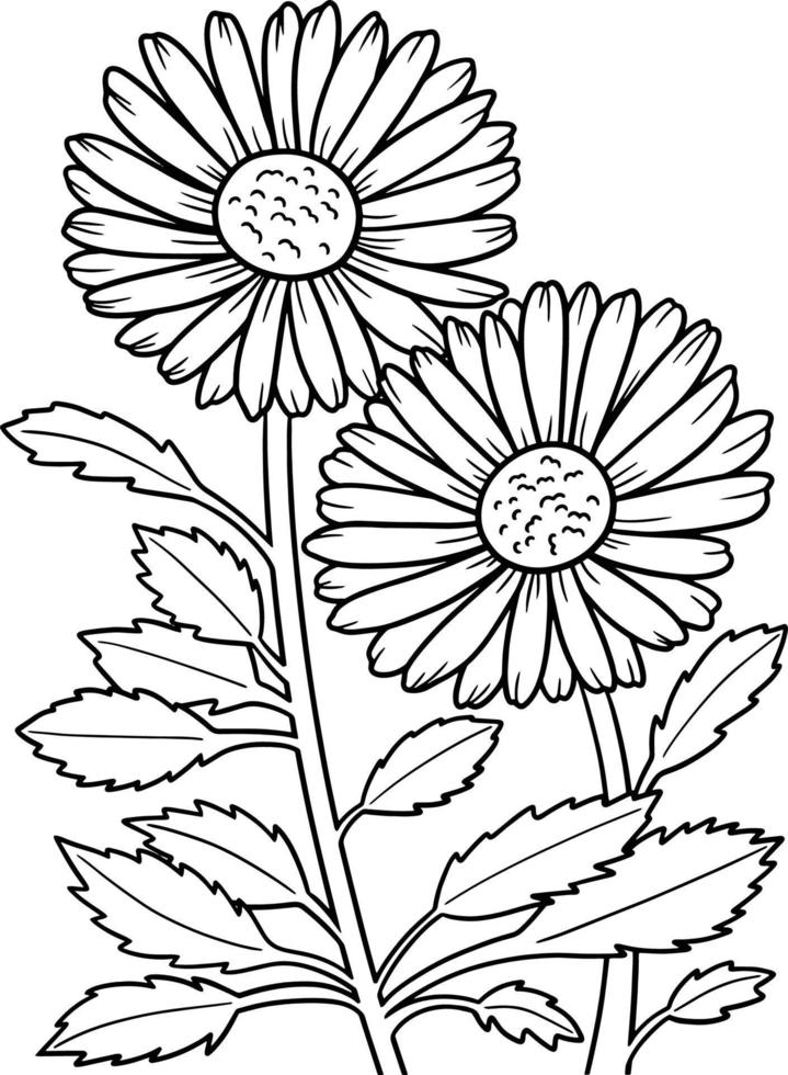 leucanthemum madeliefjebloem kleurplaat voor volwassenen vector