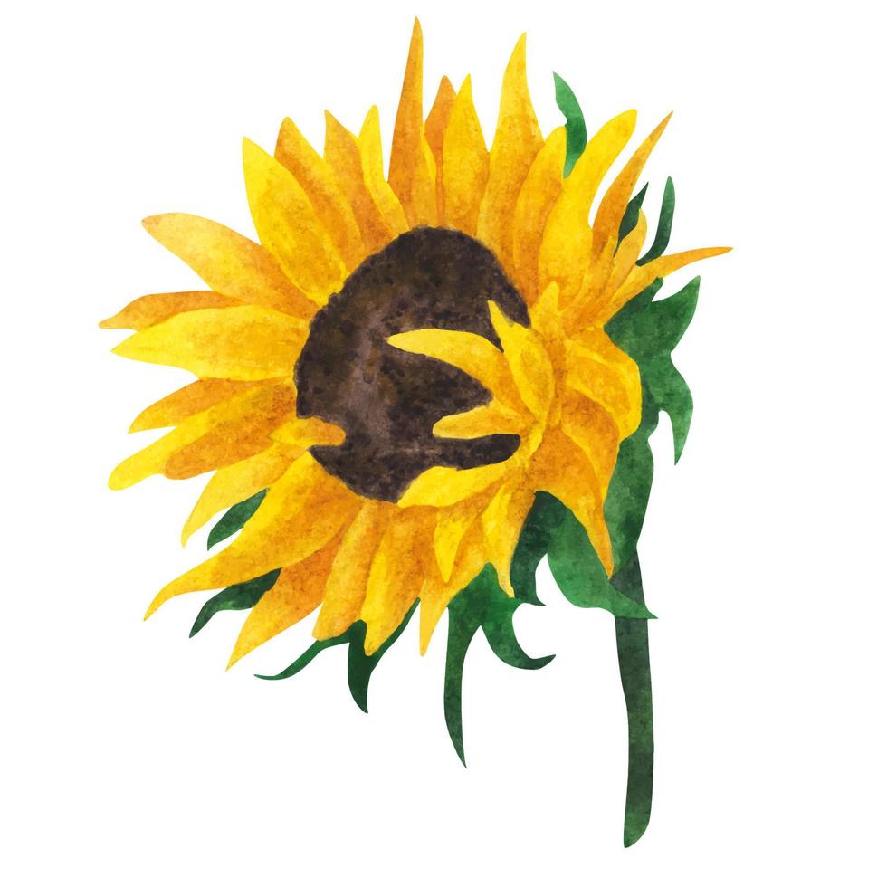 gele zonnebloem, aquarel op een witte achtergrond. vector